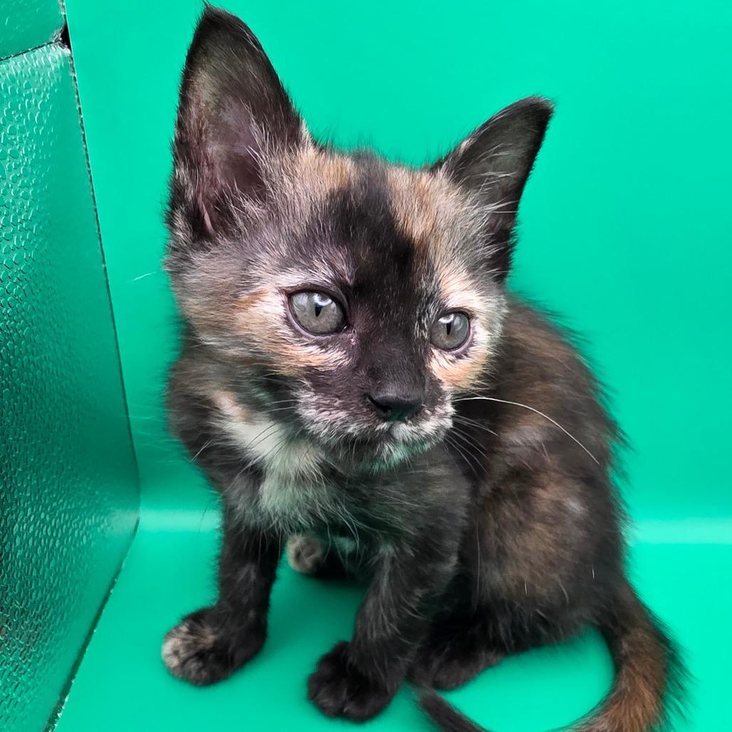 Philia, a Adoptable Domestic Short Hair in Escondido, CA image 3/6