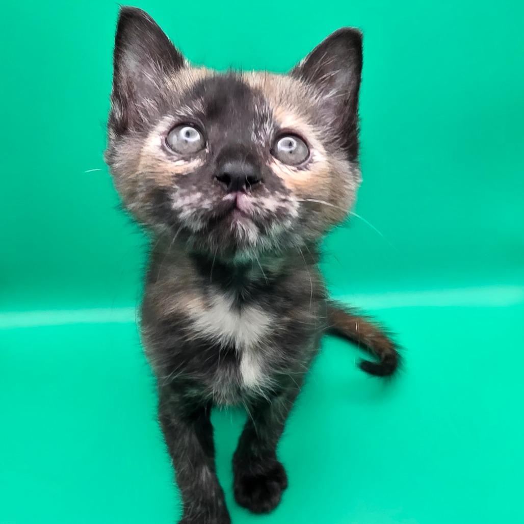 Philia, a Adoptable Domestic Short Hair in Escondido, CA image 5/6