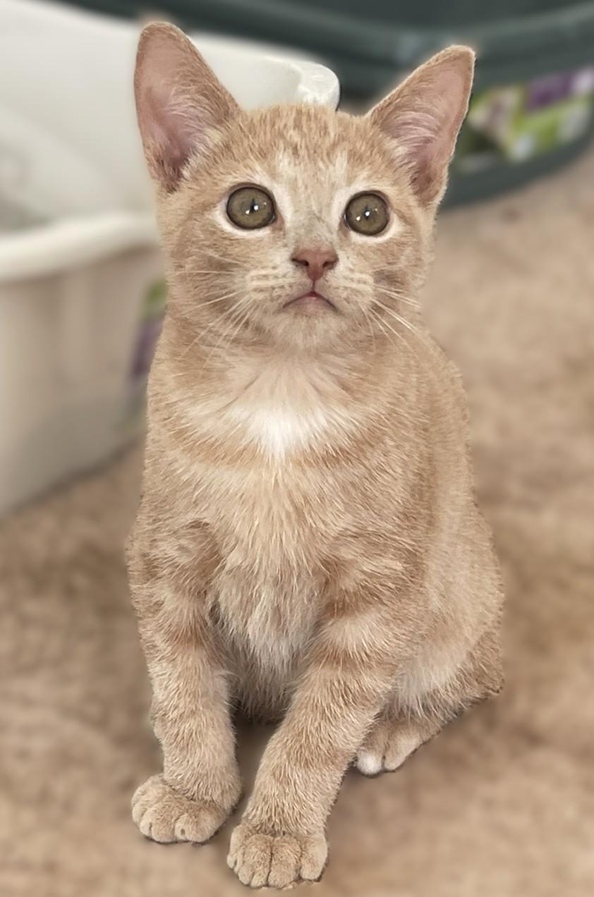 Enlarge Stanley and Brian, a Adopted Domestic Short Hair in Culpeper, VA image 3/6