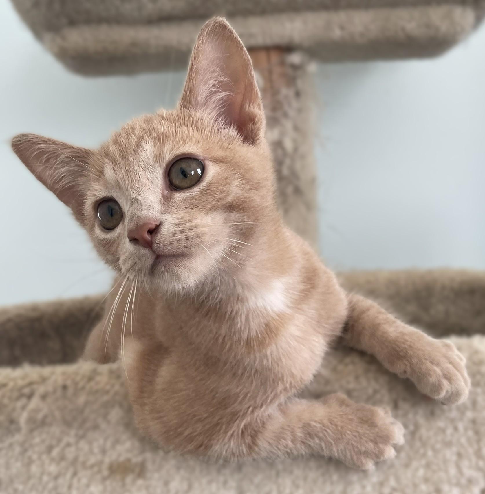 Enlarge Stanley and Brian, a Adopted Domestic Short Hair in Culpeper, VA image 2/6