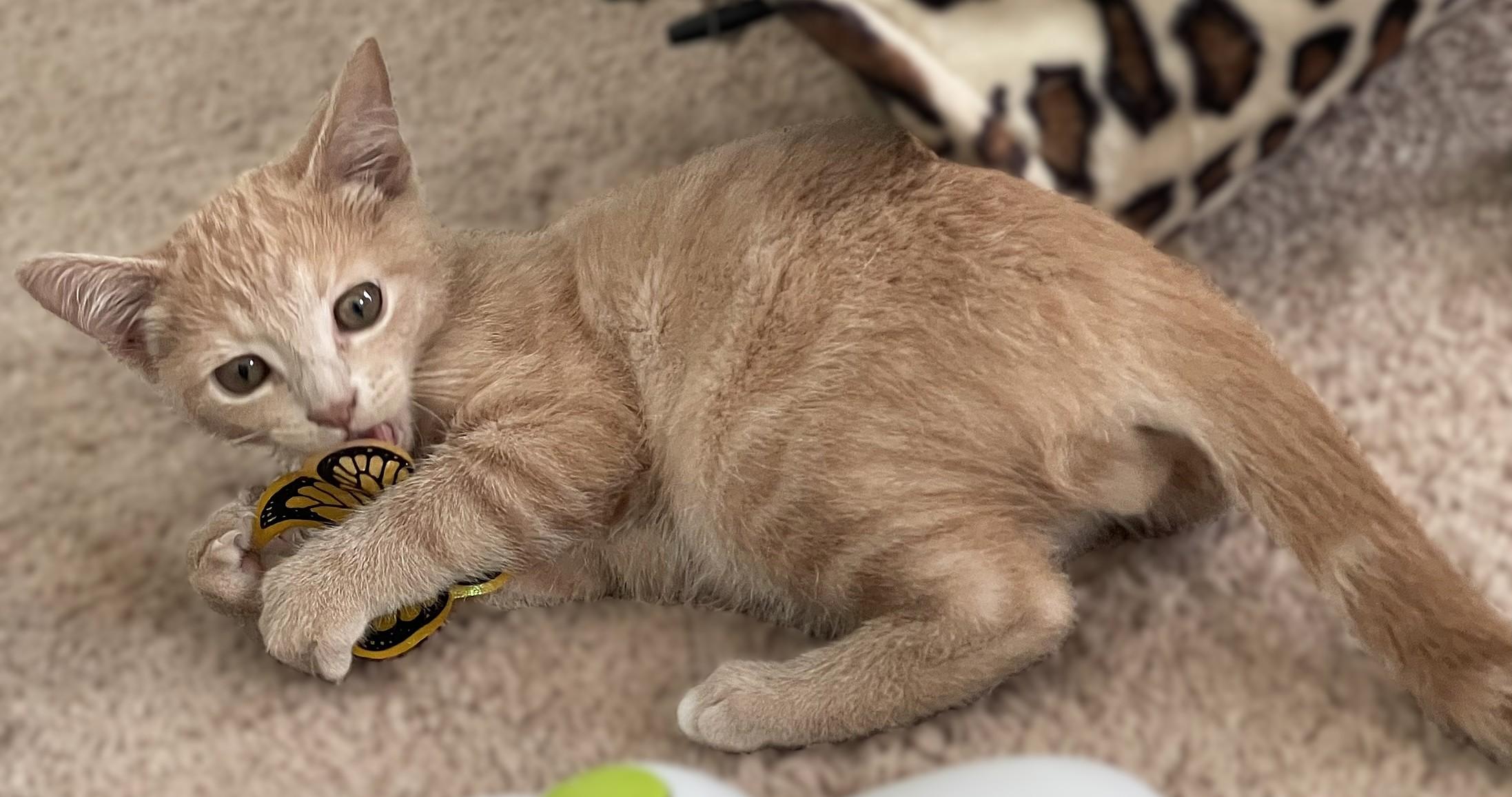 Enlarge Stanley and Brian, a Adopted Domestic Short Hair in Culpeper, VA image 6/6