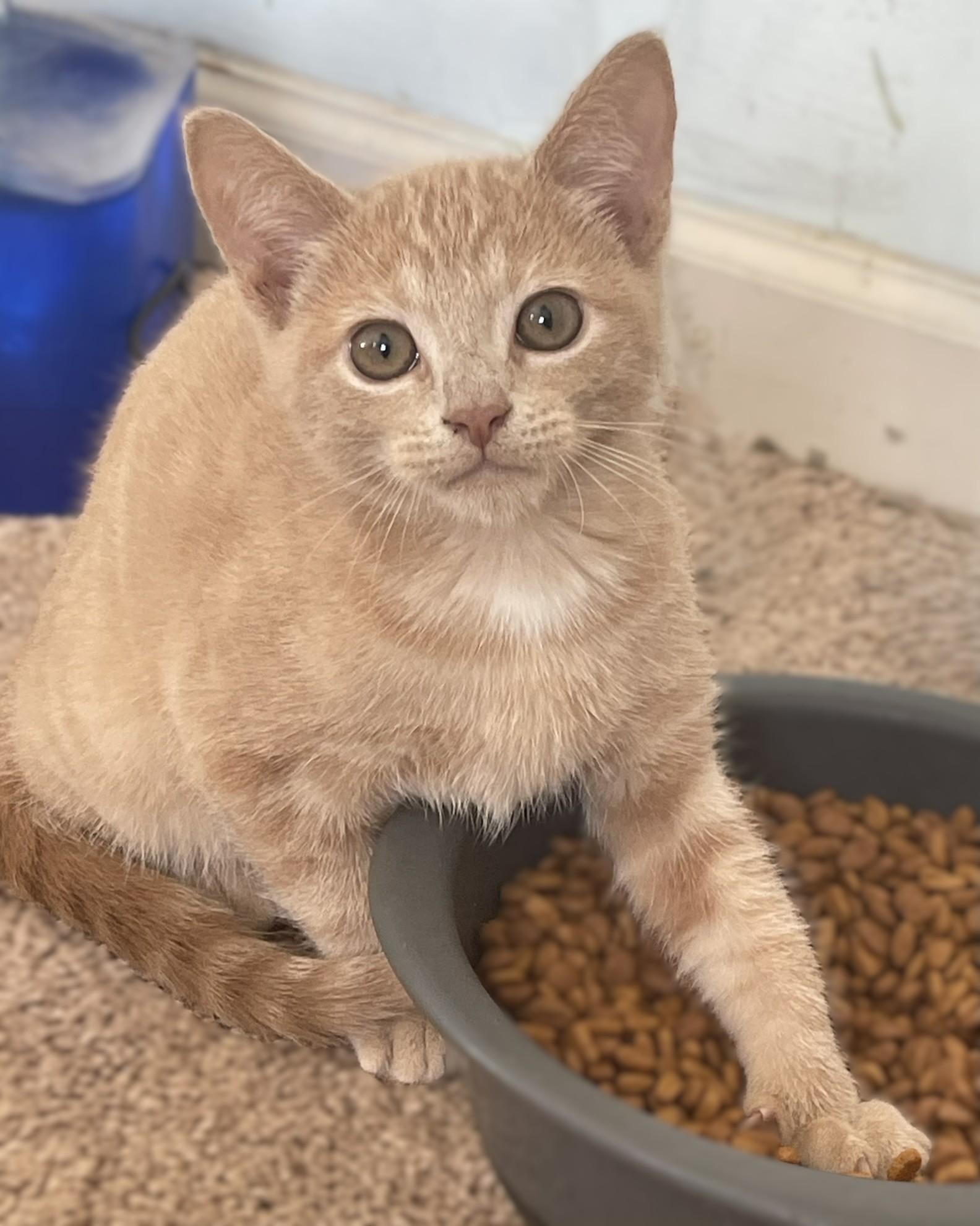 Enlarge Stanley and Brian, a Adopted Domestic Short Hair in Culpeper, VA image 4/6