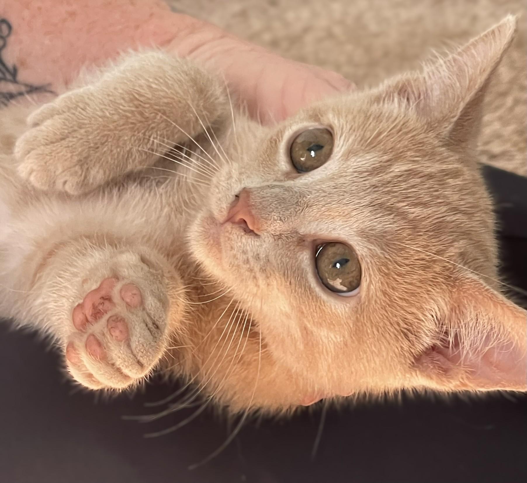 Enlarge Stanley and Brian, a Adopted Domestic Short Hair in Culpeper, VA image 1/6