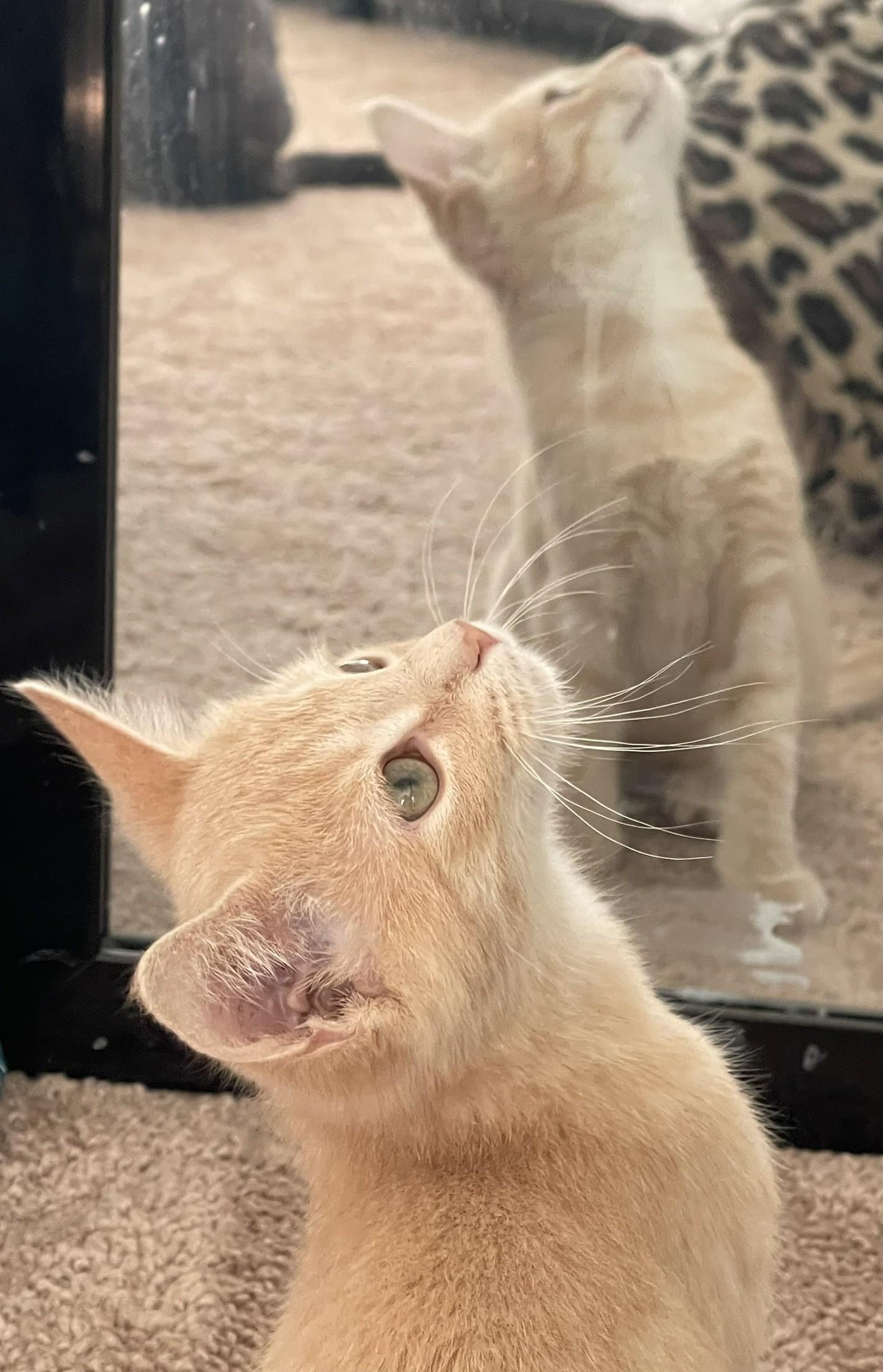 Enlarge Stanley and Brian, a Adopted Domestic Short Hair in Culpeper, VA image 5/6