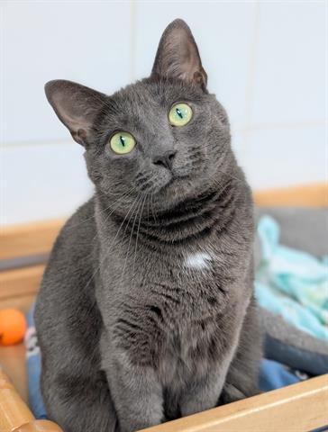 Enlarge MATILDA, a Adoptable Domestic Short Hair in Canfield, OH image 1/1