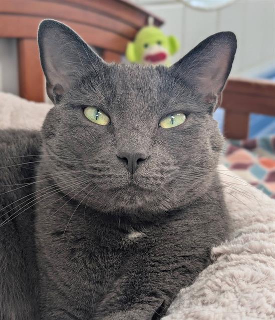 MATILDA, Adoptable, Adult Female Domestic Short Hair.