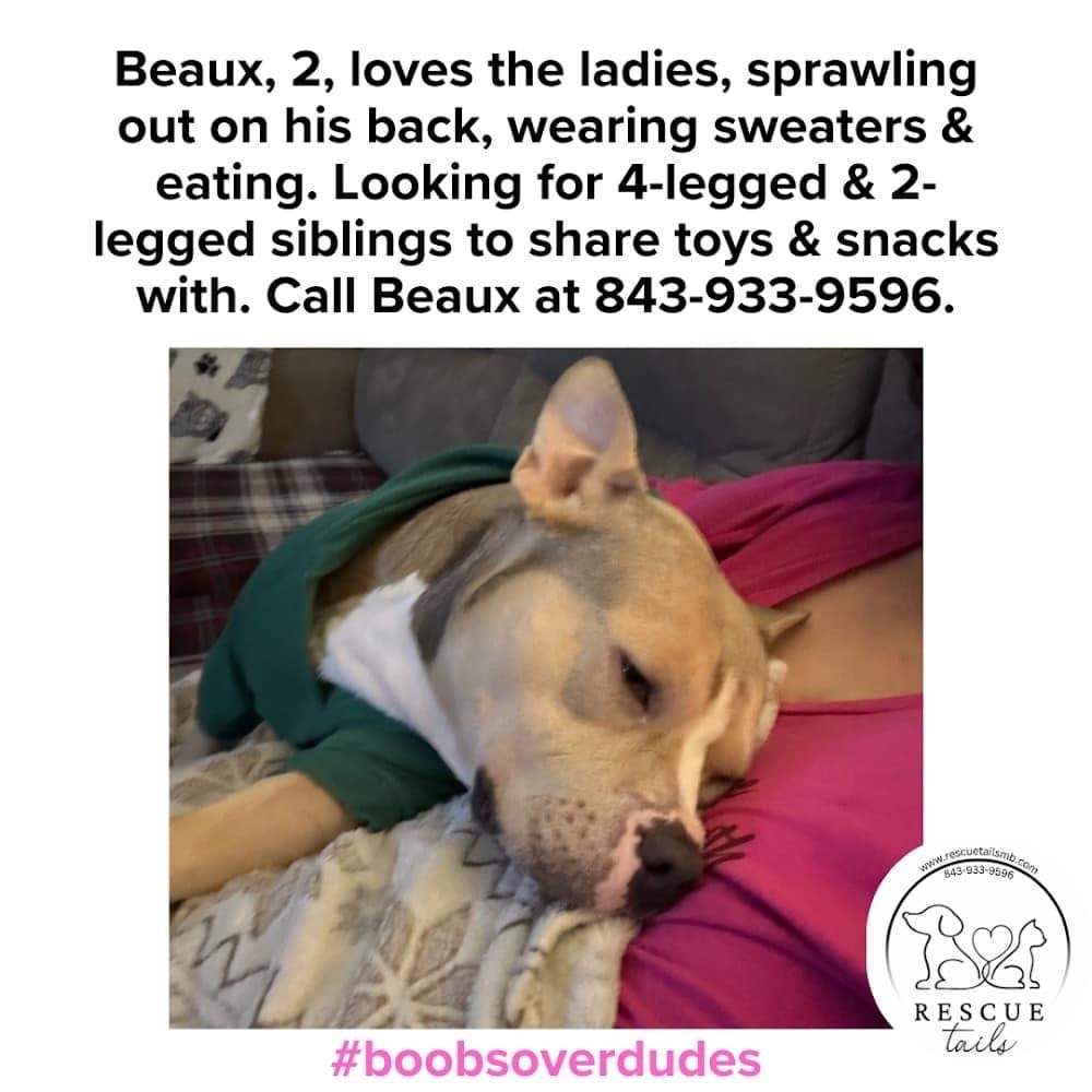 Beaux, a Adopted mixed breed in Conway, SC image 1/5