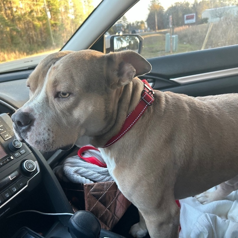 Beaux, a Adopted mixed breed in Conway, SC image 2/5