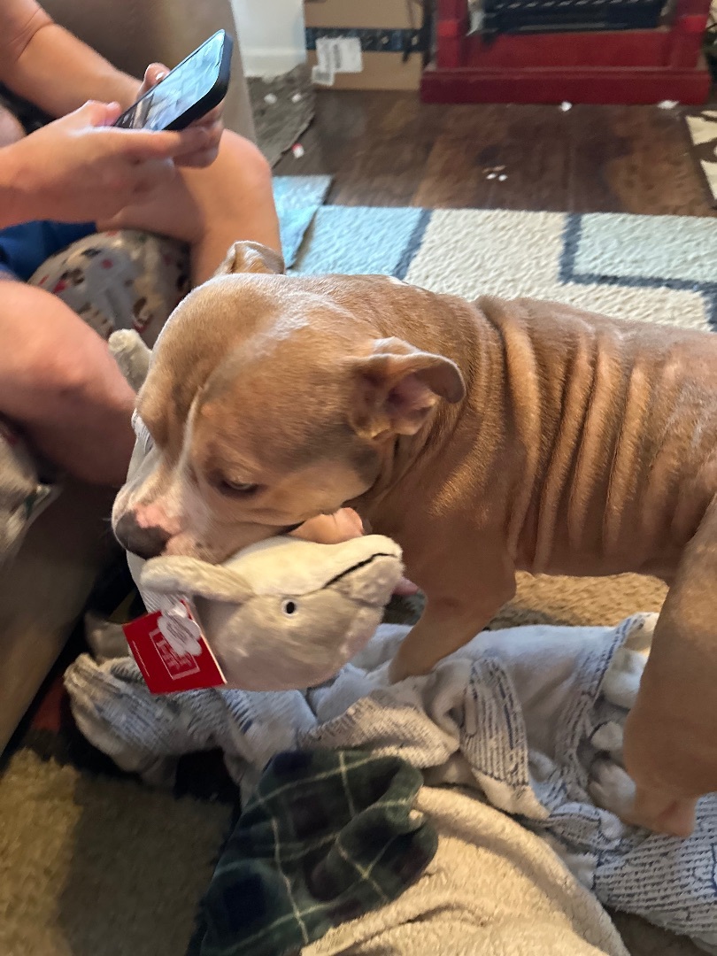 Beaux, a Adopted mixed breed in Conway, SC image 3/5