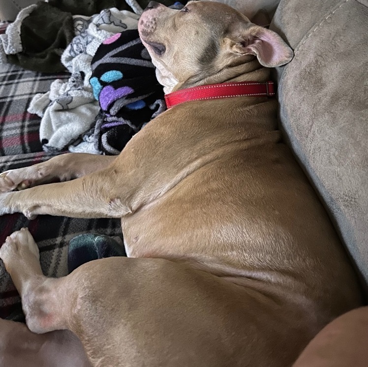 Beaux, a Adopted mixed breed in Conway, SC image 4/5