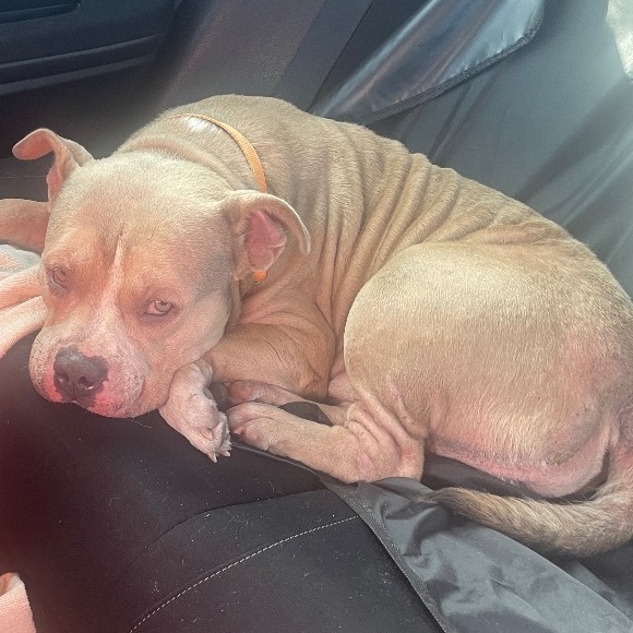 Beaux, a Adopted mixed breed in Conway, SC image 5/5