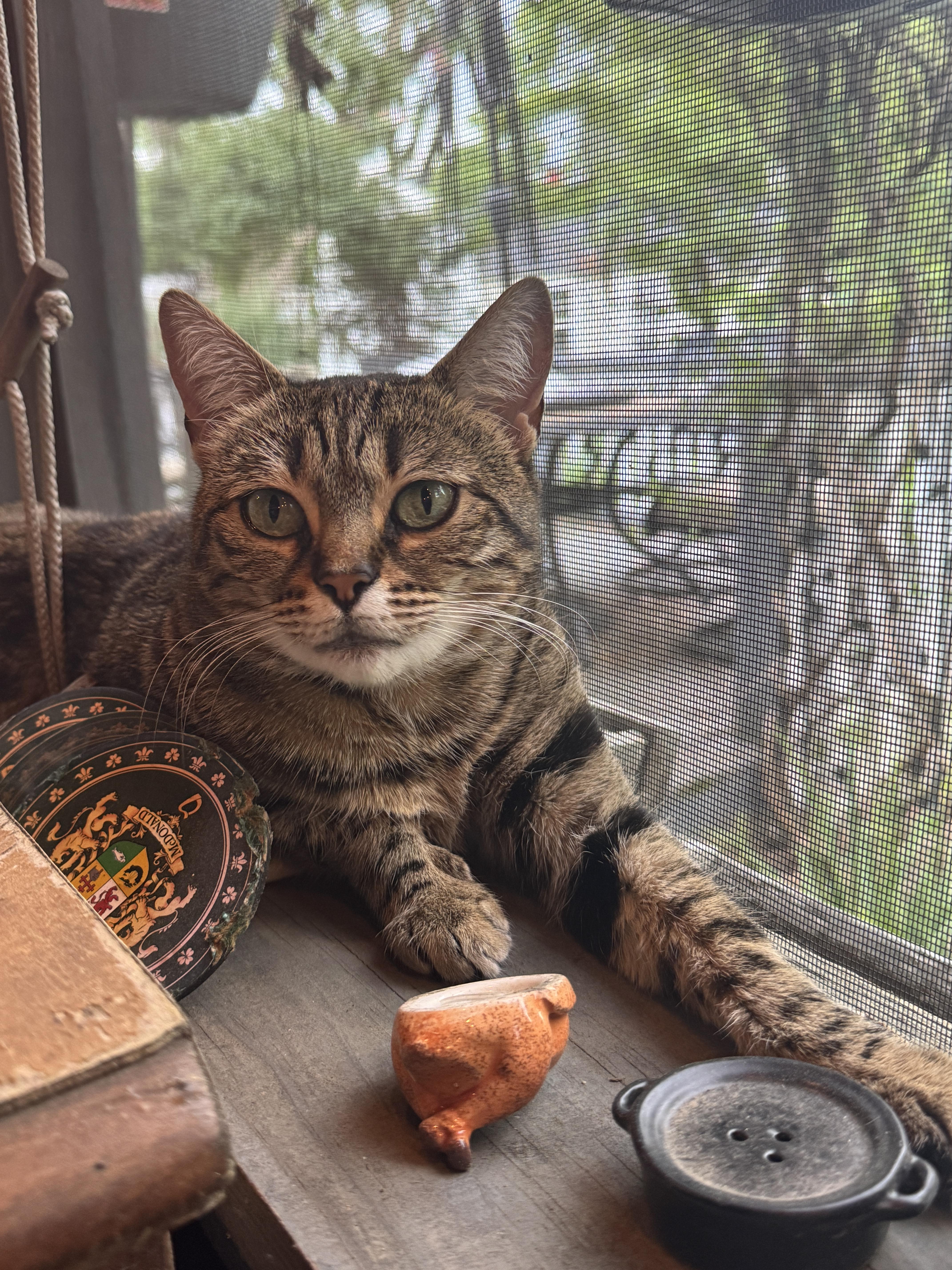 Party Hat, a Adoptable Domestic Short Hair in Columbus, OH image 2/4