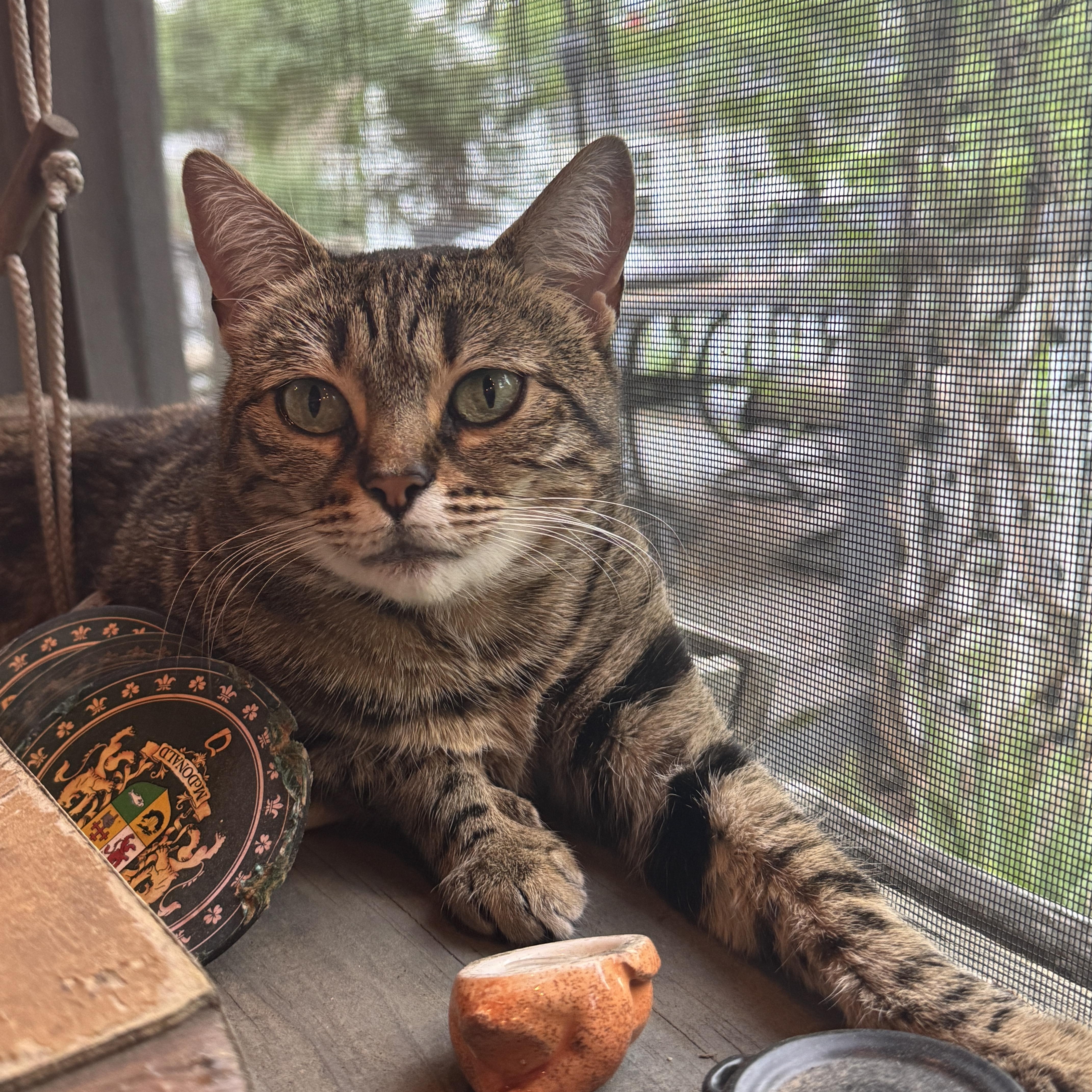 Party Hat thumbnail 2