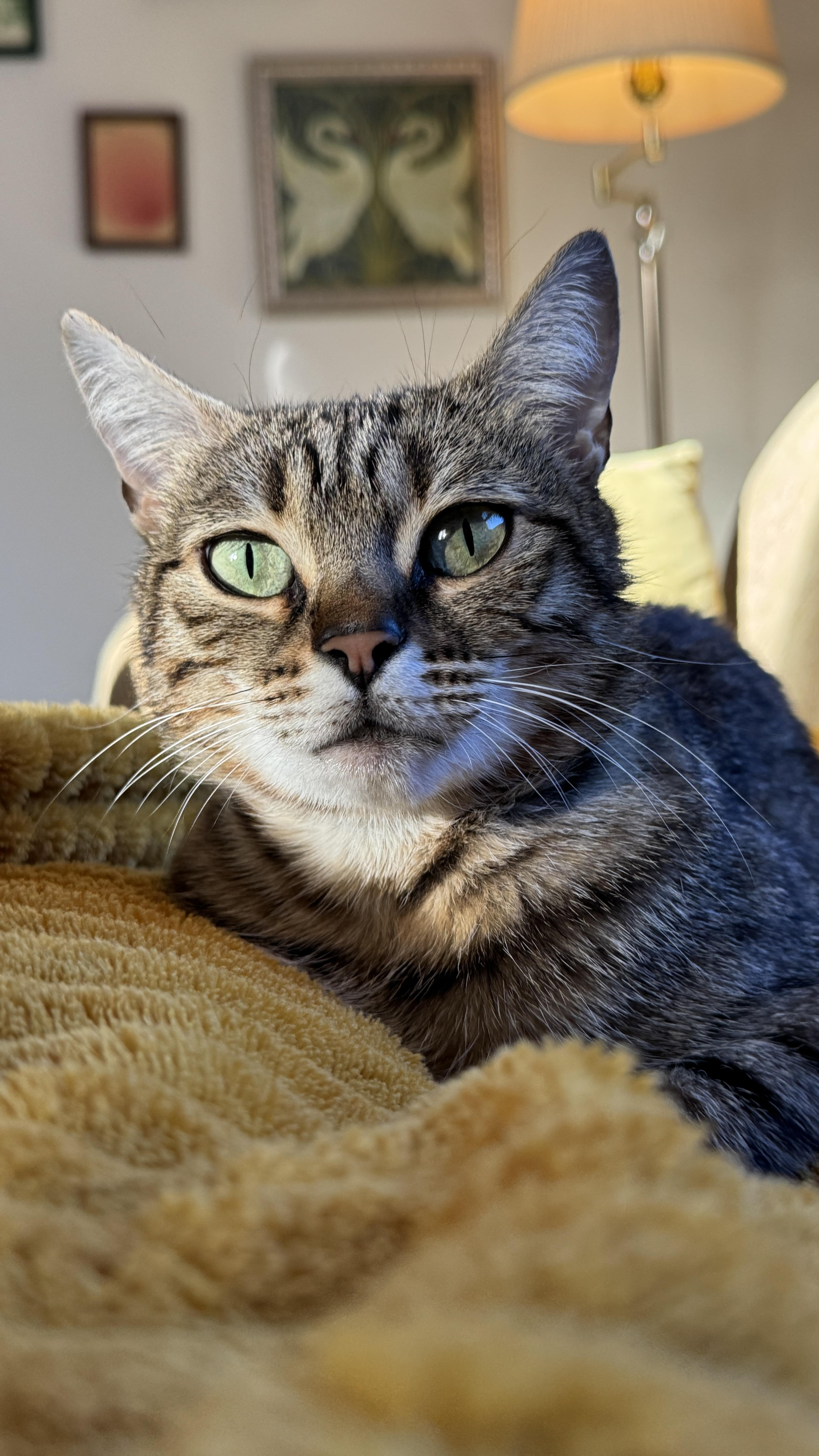 Party Hat, a Adoptable Domestic Short Hair in Columbus, OH image 1/4