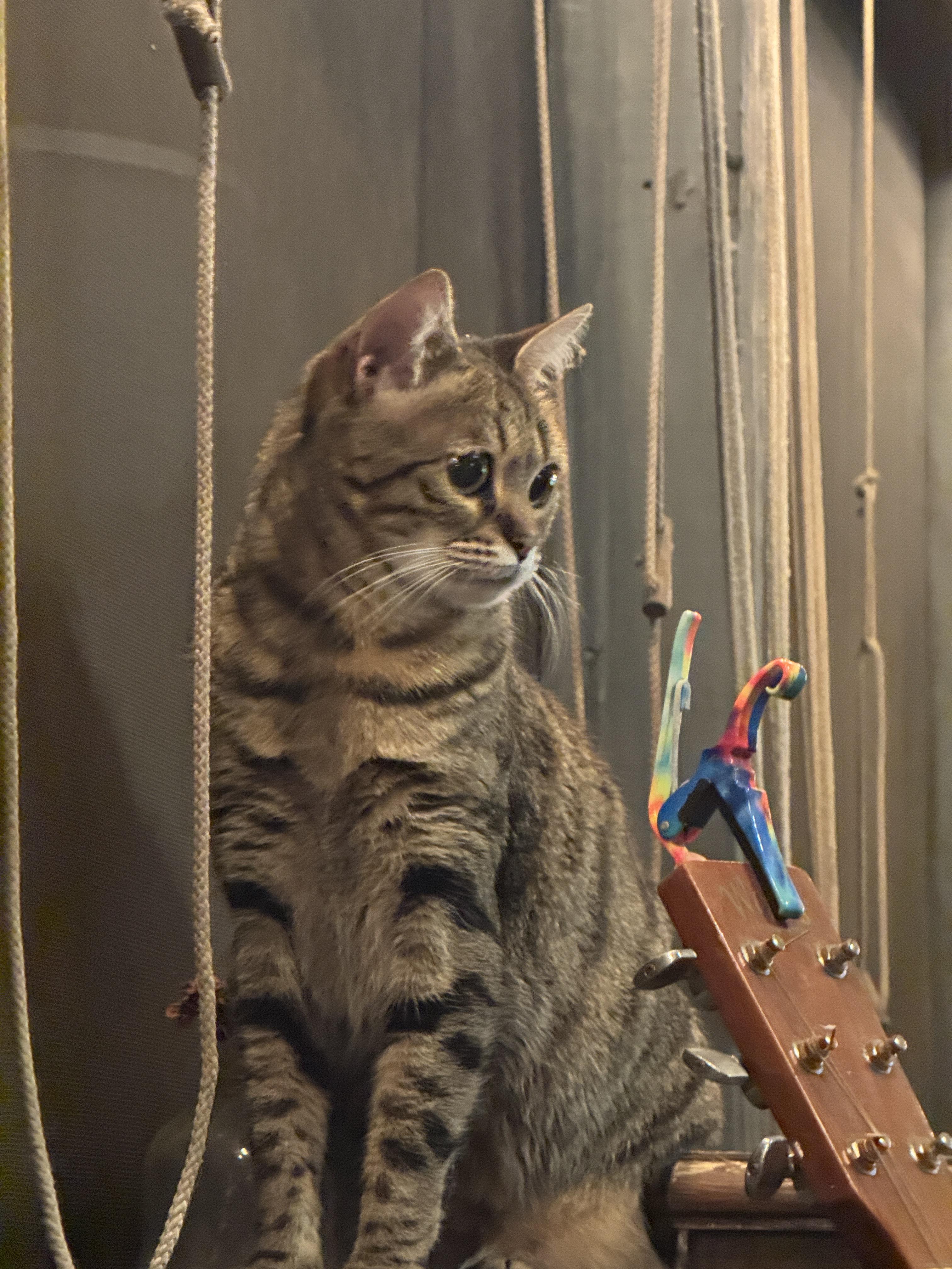 Party Hat, a Adoptable Domestic Short Hair in Columbus, OH image 3/4