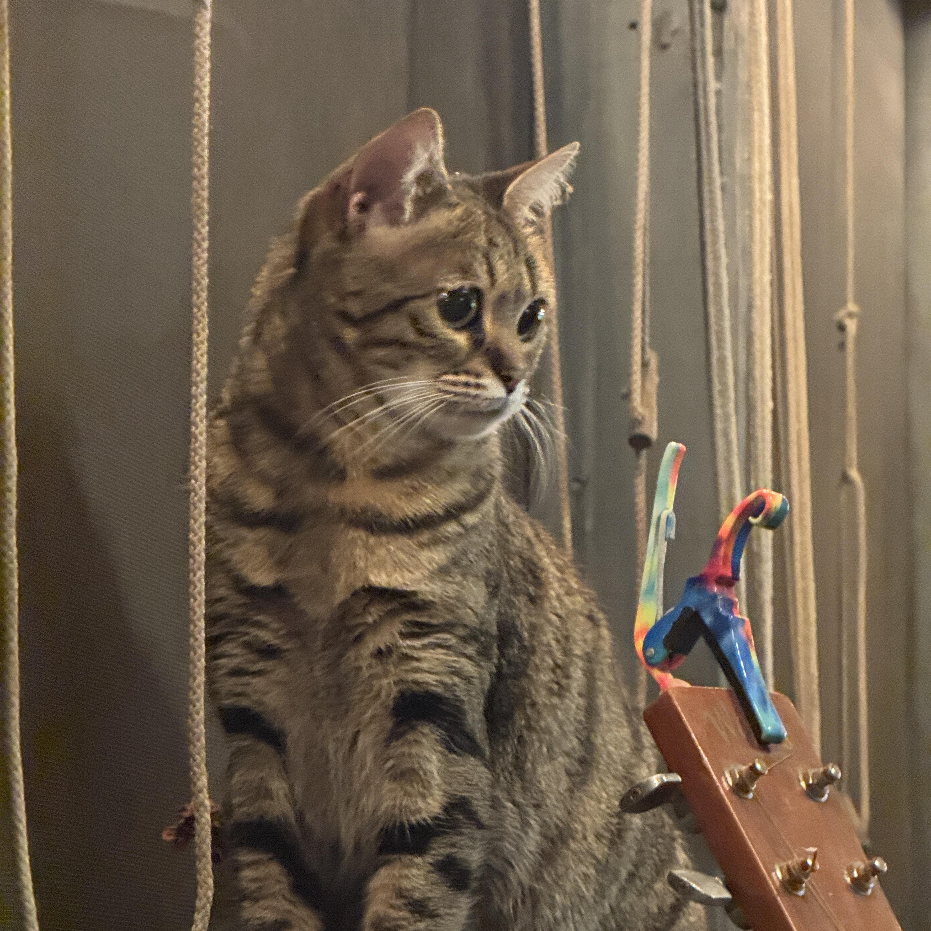 Party Hat thumbnail 4