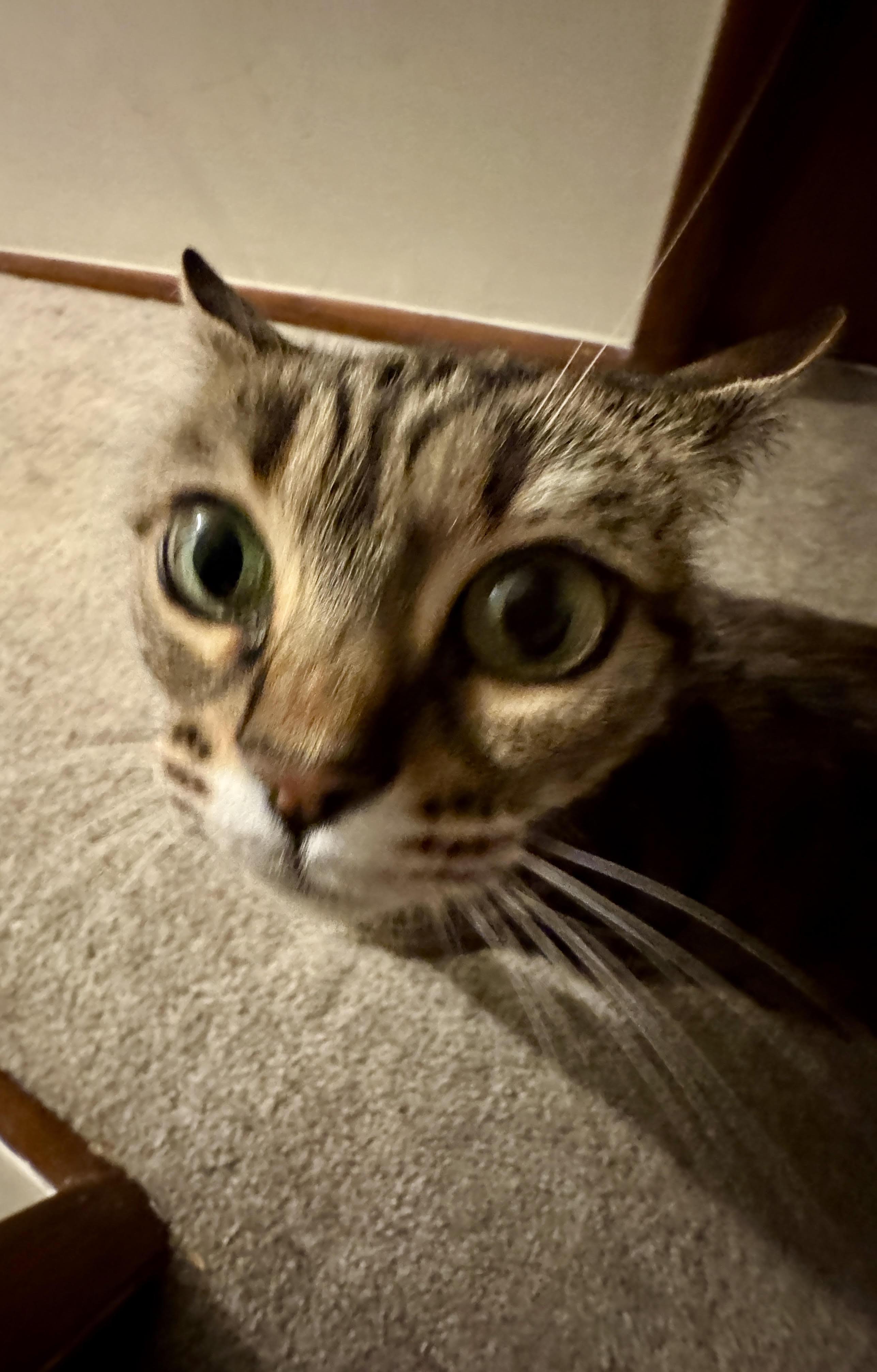 Party Hat thumbnail 5