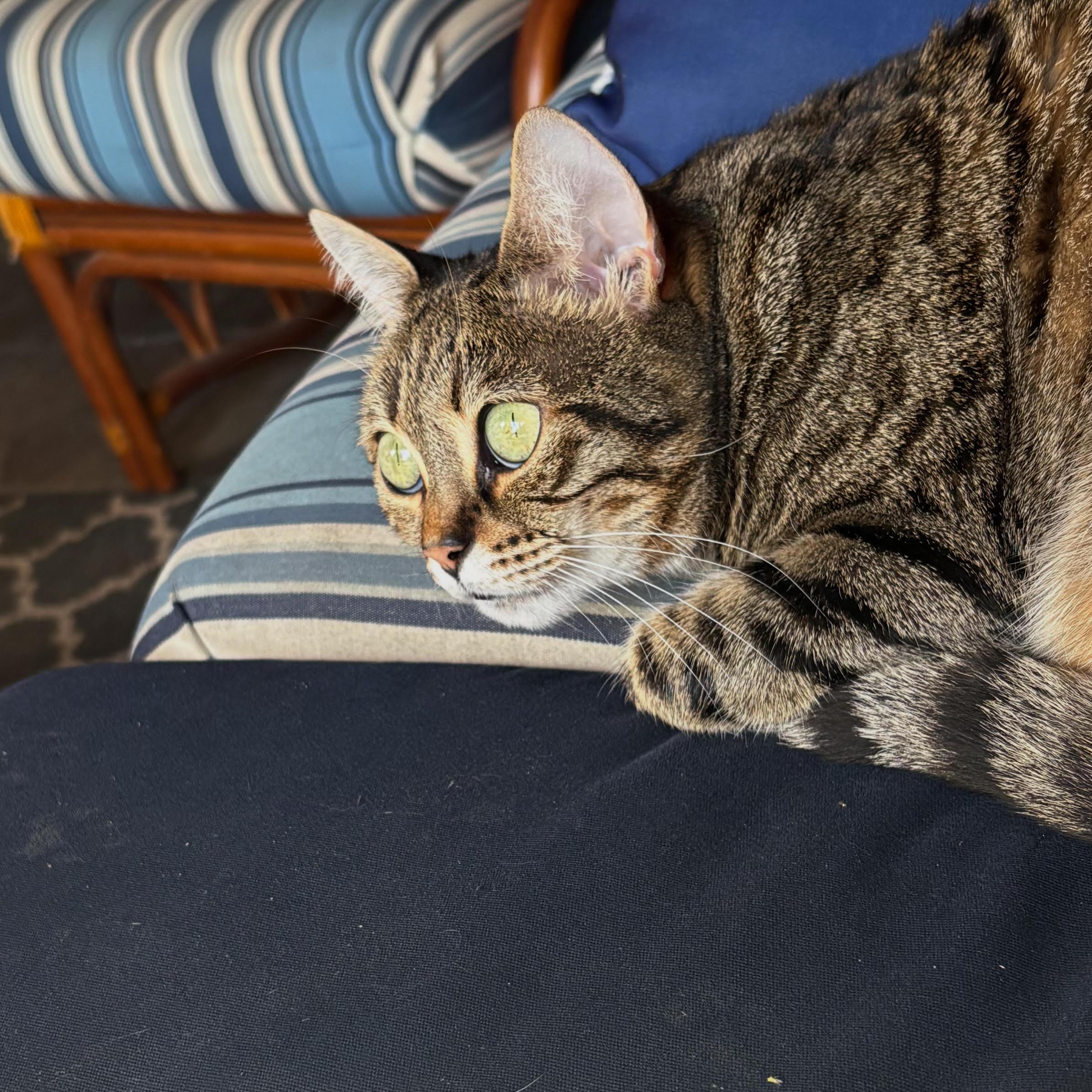 Party Hat, Adoptable, Adult Female Domestic Short Hair.