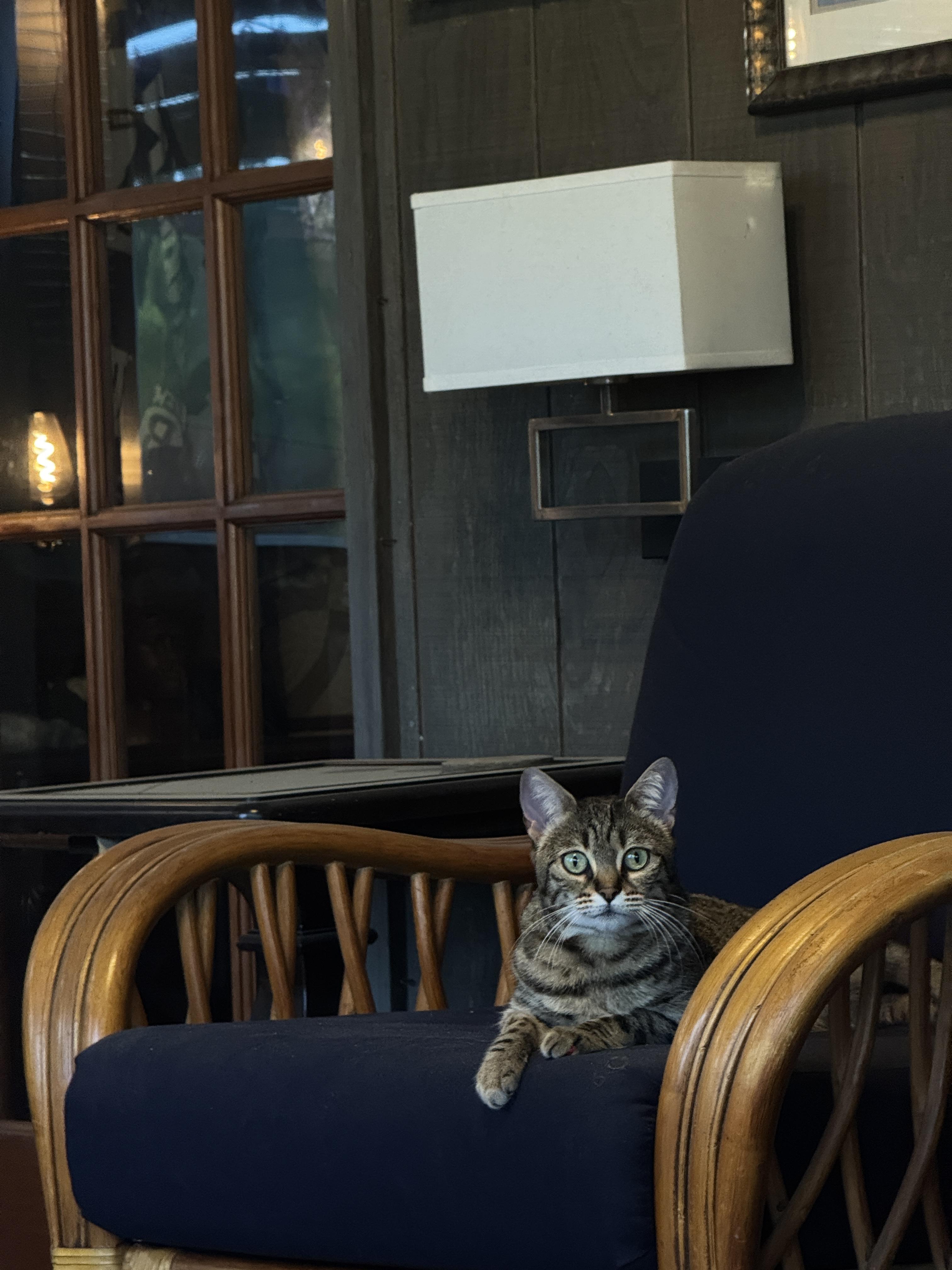 Party Hat, a Adoptable Domestic Short Hair in Columbus, OH image 4/4