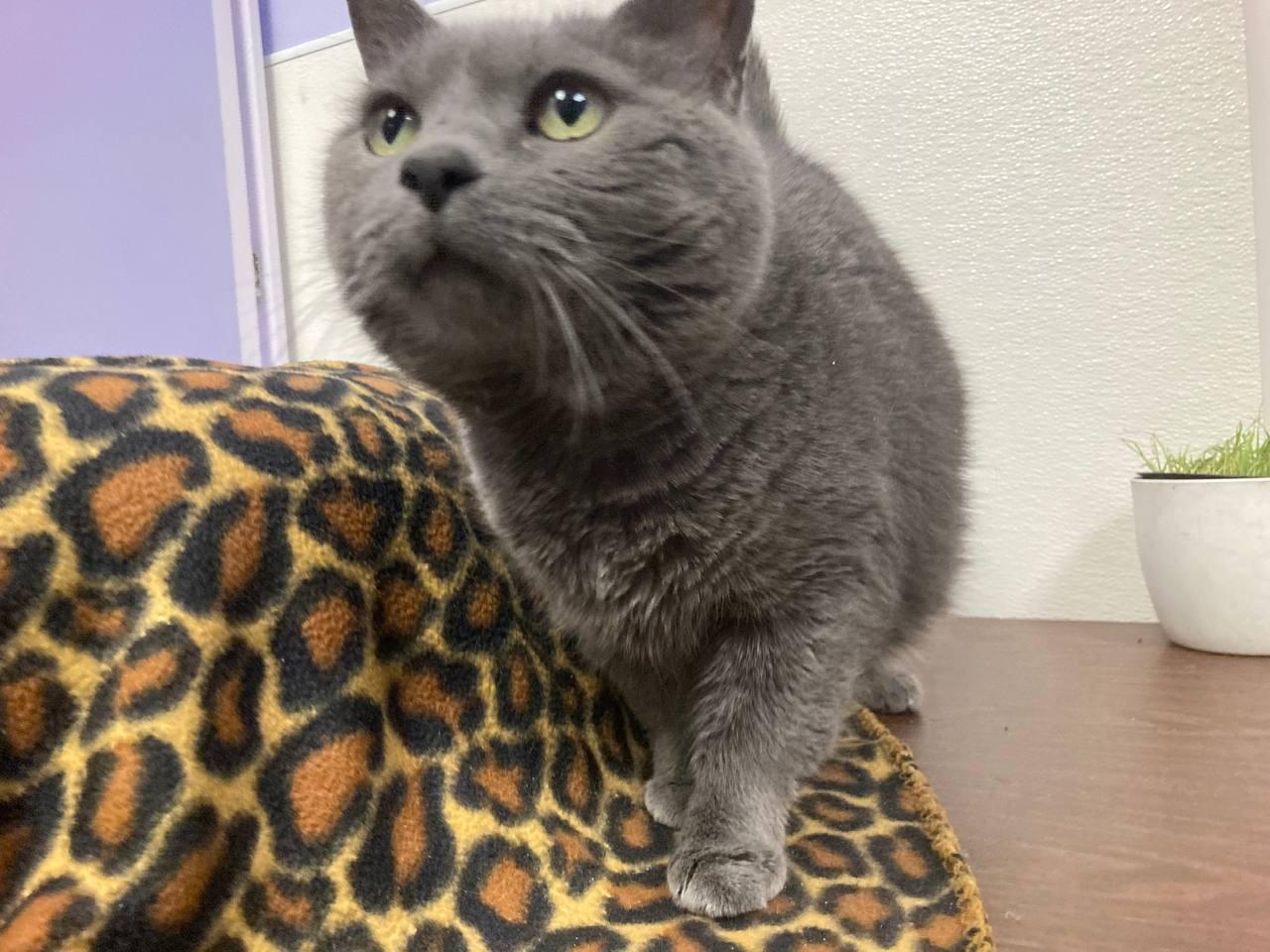 Enlarge Kiki, a Adopted Domestic Short Hair in Cincinnati, OH image 1/2