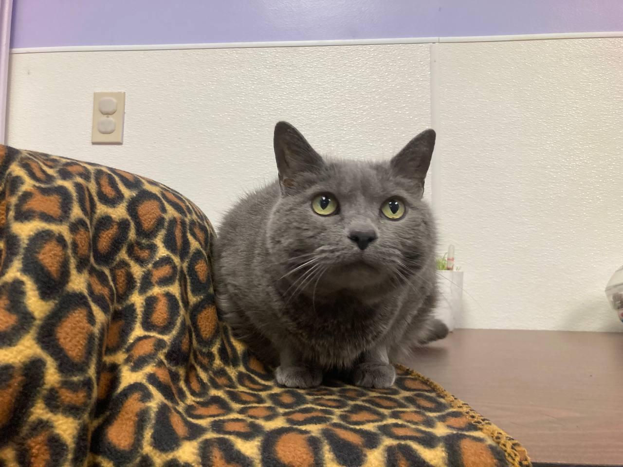 Enlarge Kiki, a Adopted Domestic Short Hair in Cincinnati, OH image 2/2