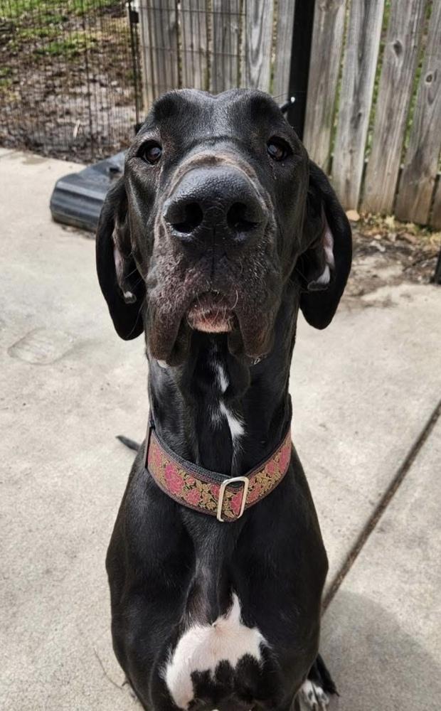JJ, Adoptable, Young Female Great Dane.