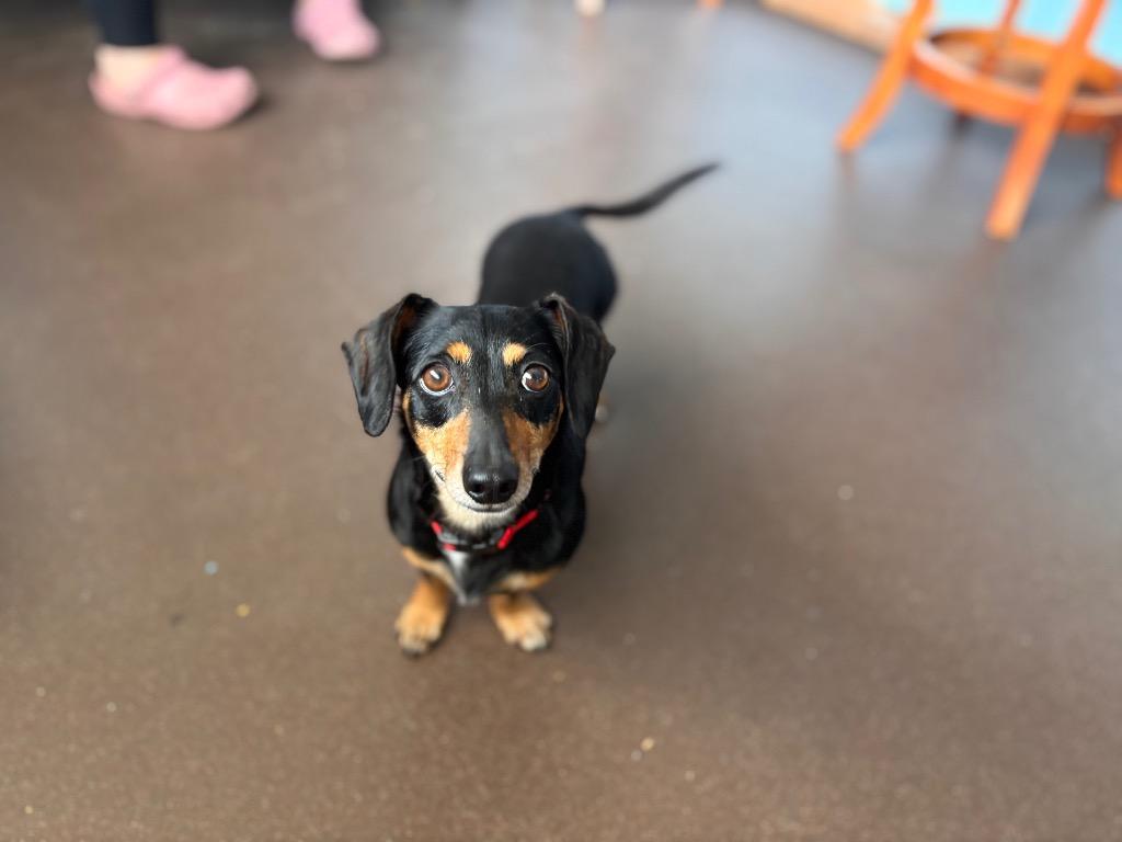 Chewy, Adoptable, Adult Female Dachshund & Chihuahua.