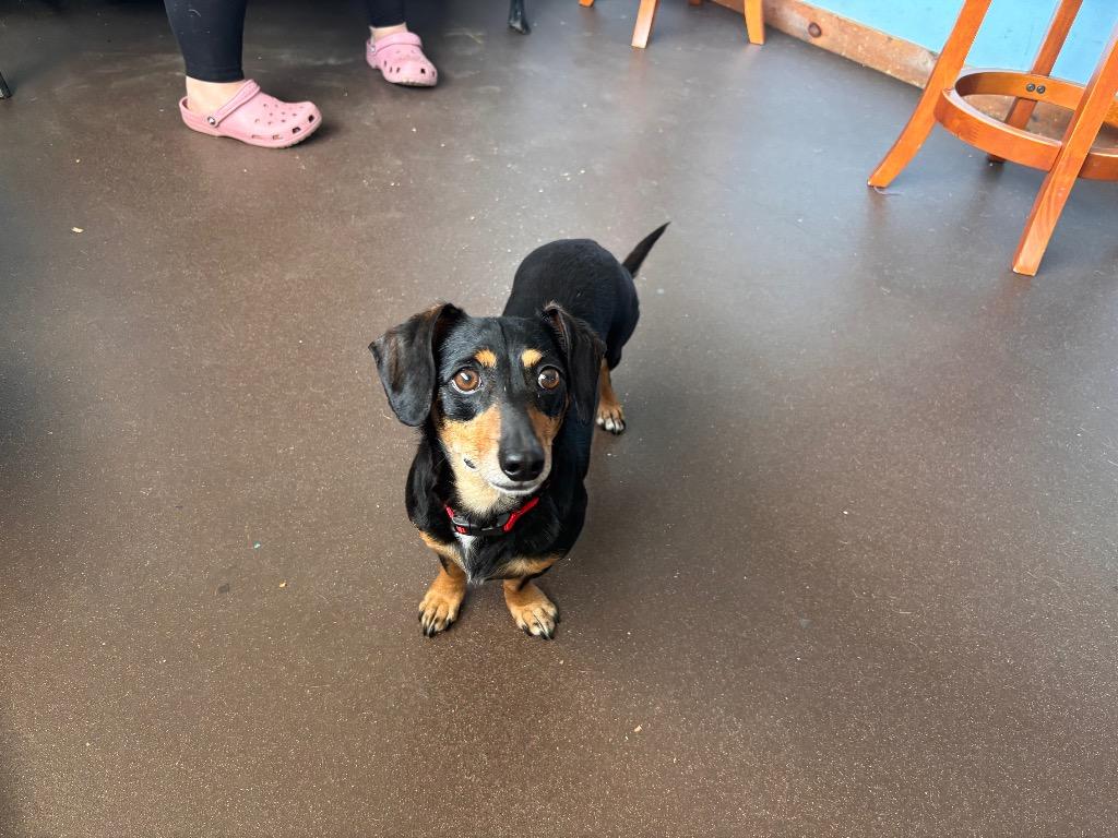Chewy, a Adoptable mixed breed in Port Jervis, NY image 2/2