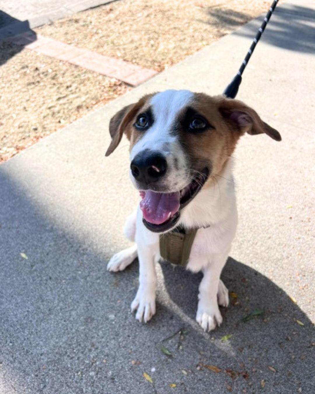 Enlarge Fred (aka Freckles), an adopted mixed breed in Valley Village, CA image 5/5
