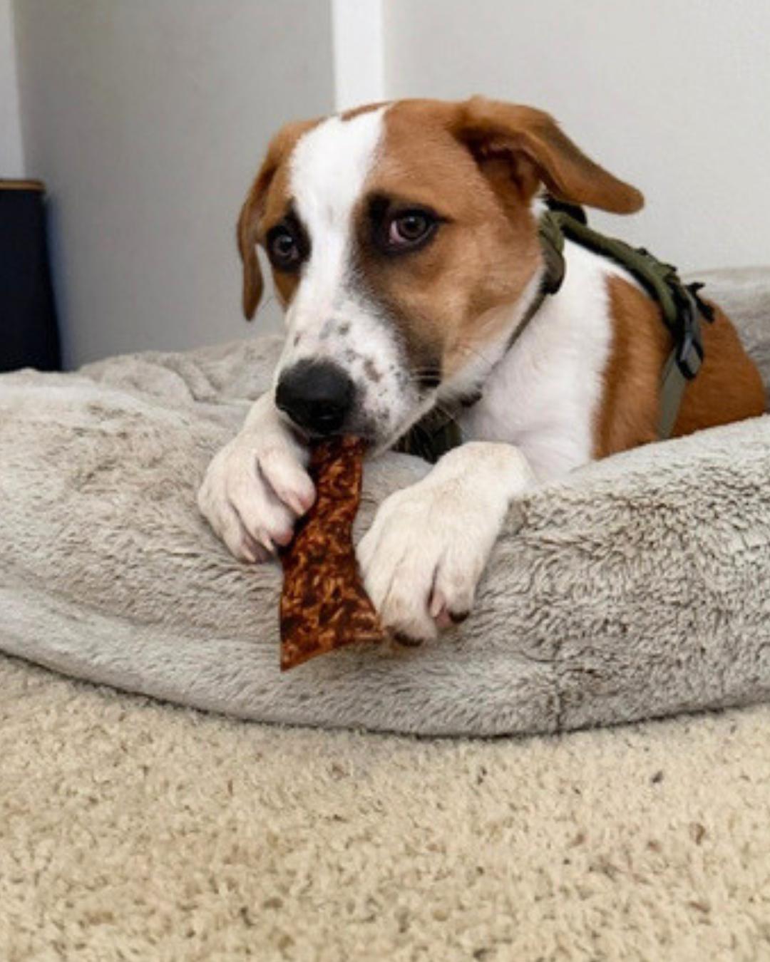 Enlarge Fred (aka Freckles), an adopted mixed breed in Valley Village, CA image 2/5