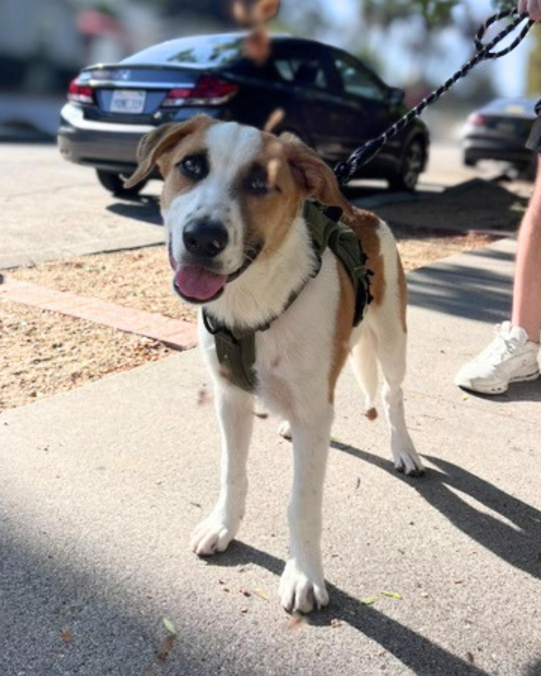Enlarge Fred (aka Freckles), an adopted mixed breed in Valley Village, CA image 3/5