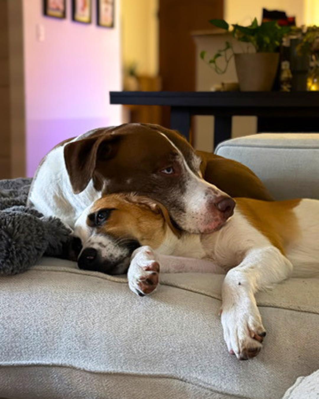 Enlarge Fred (aka Freckles), an adopted mixed breed in Valley Village, CA image 4/5
