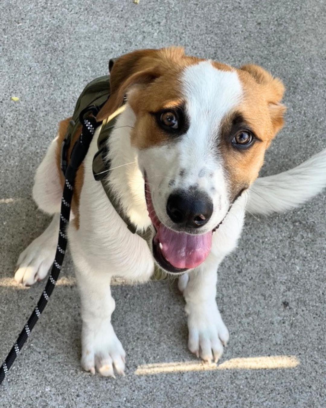 Fred (aka Freckles), adopted, Young Male Labrador Retriever & Terrier.