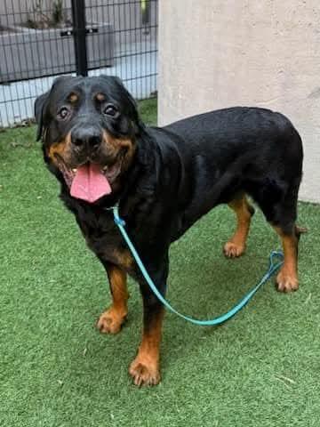 Yoda, a Adoptable mixed breed in San Jose, CA image 2/4