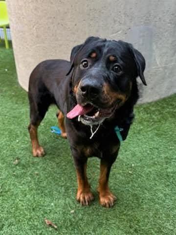 Yoda, a Adoptable mixed breed in San Jose, CA image 3/4