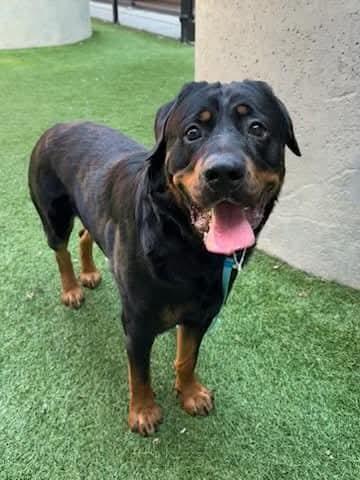 Yoda, a Adoptable mixed breed in San Jose, CA image 4/4