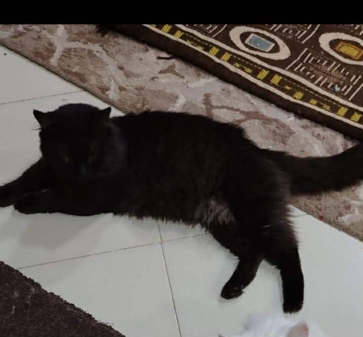 Luca, Adoptable, Adult Male Persian.