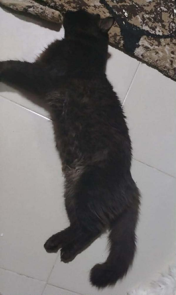 Enlarge Luca, a Adoptable Persian in WOLCOTT, CT image 2/6