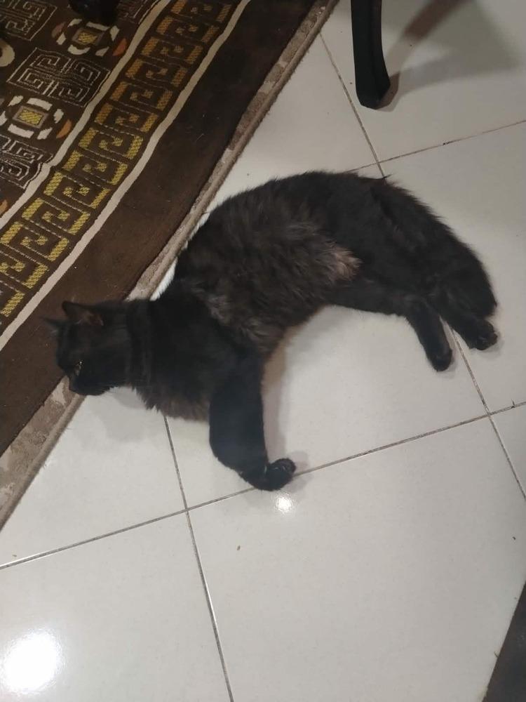 Luca, Adoptable, Adult Male Persian.