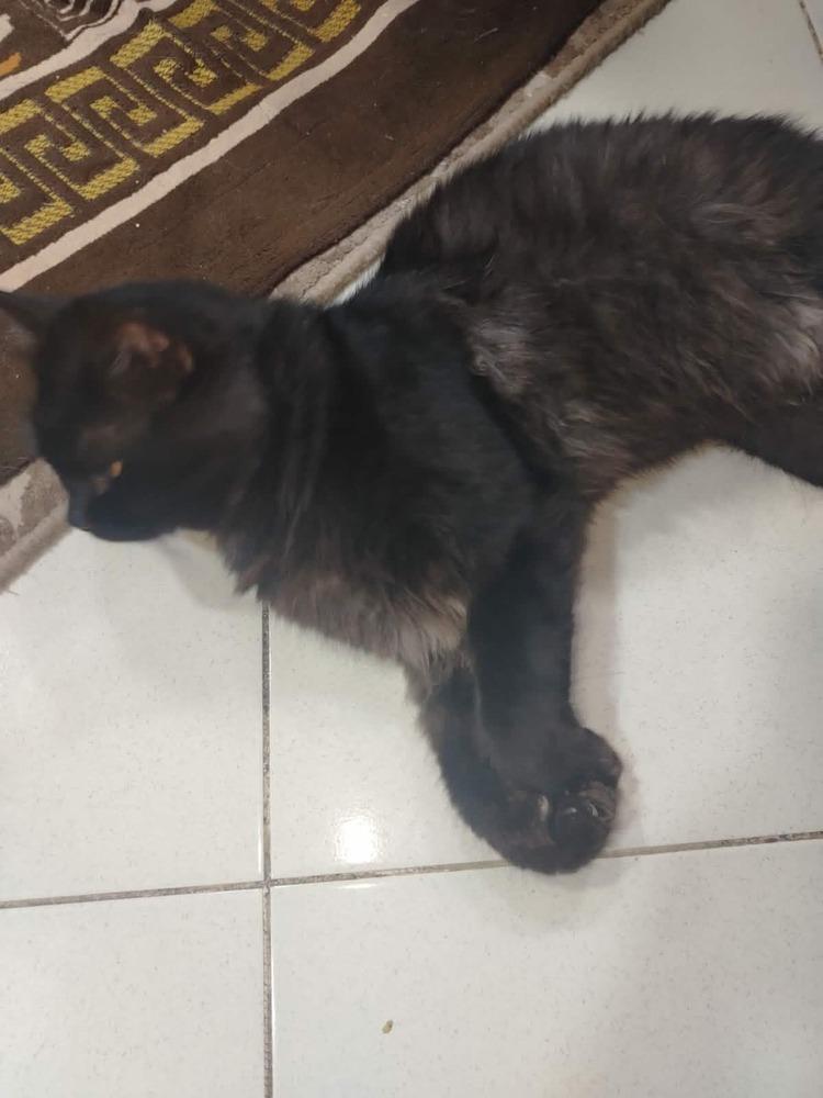 Enlarge Luca, a Adoptable Persian in WOLCOTT, CT image 5/6