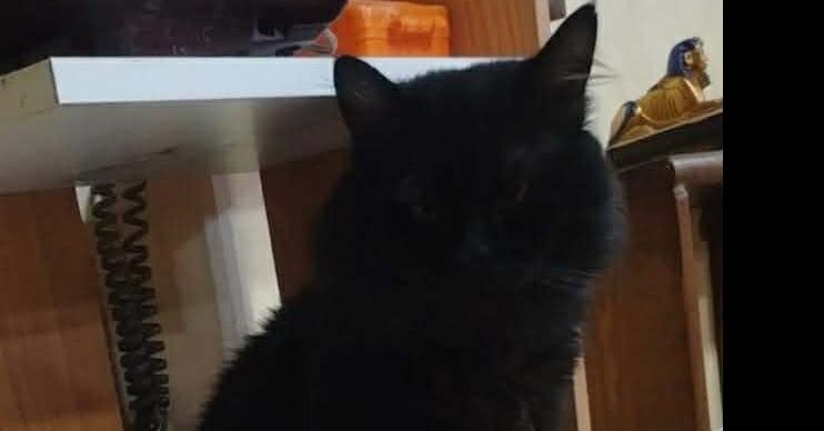 Enlarge Luca, a Adoptable Persian in WOLCOTT, CT image 6/6