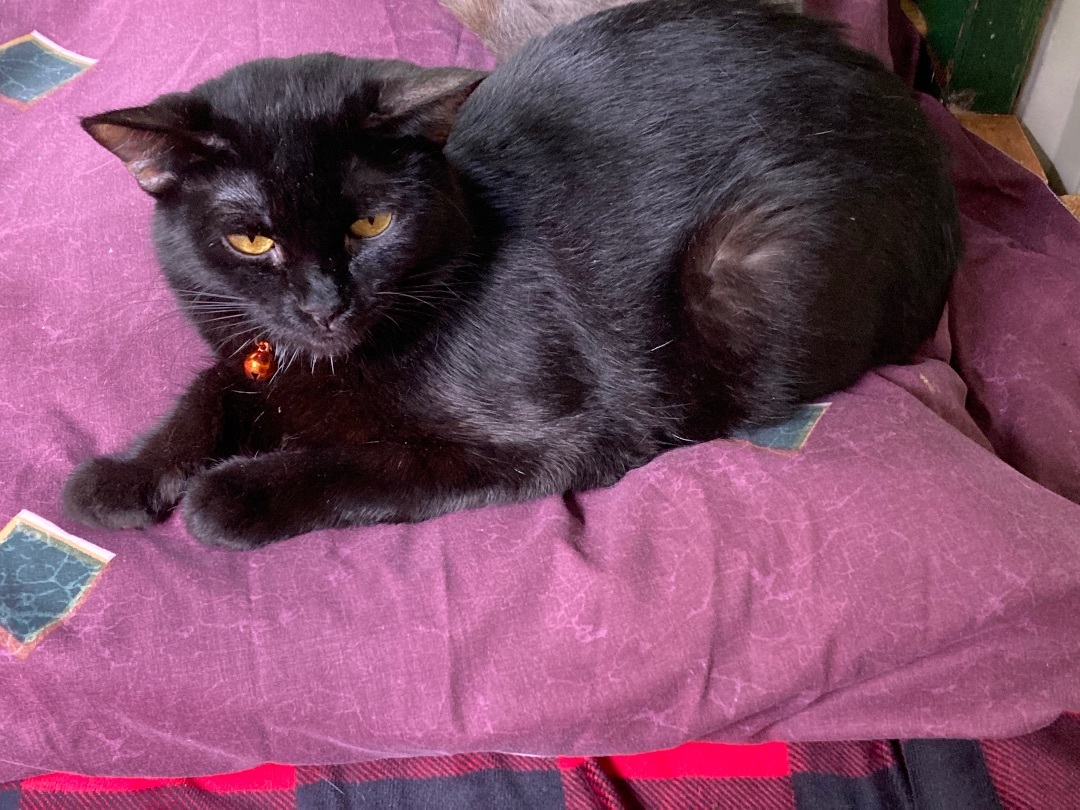 Viv, Adoptable, Adult Female Domestic Short Hair.