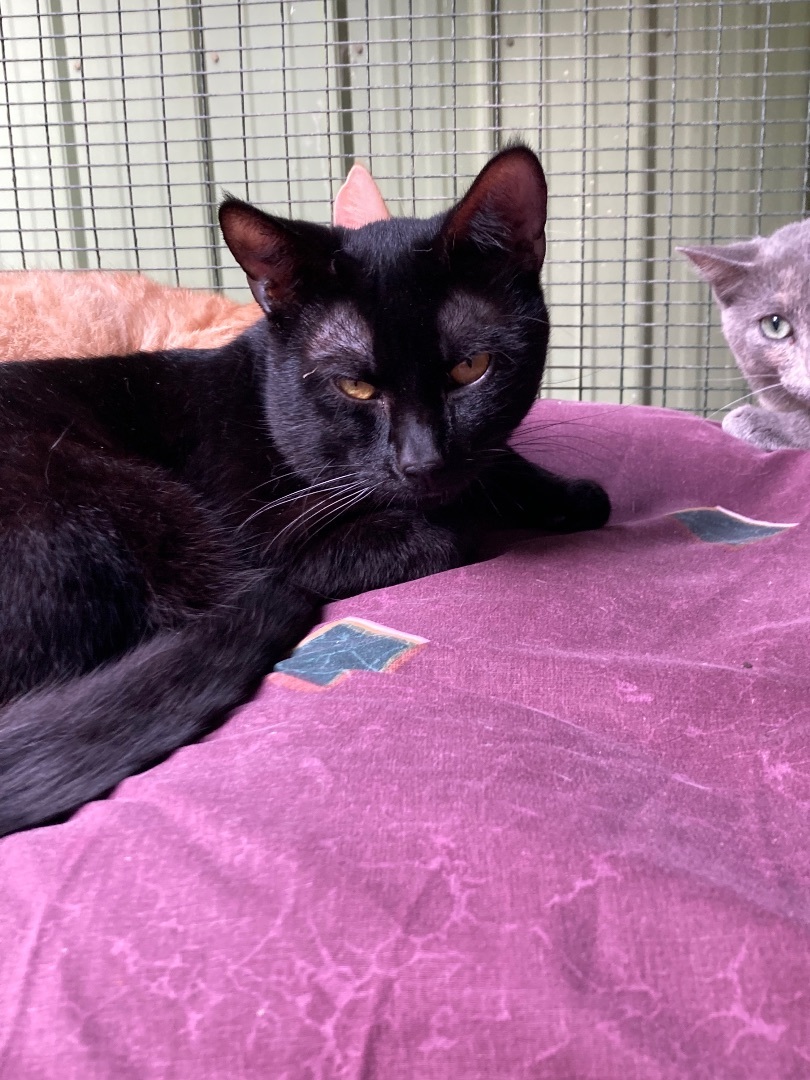 Enlarge Viv, a Adoptable Domestic Short Hair in Pottsville, PA image 2/2