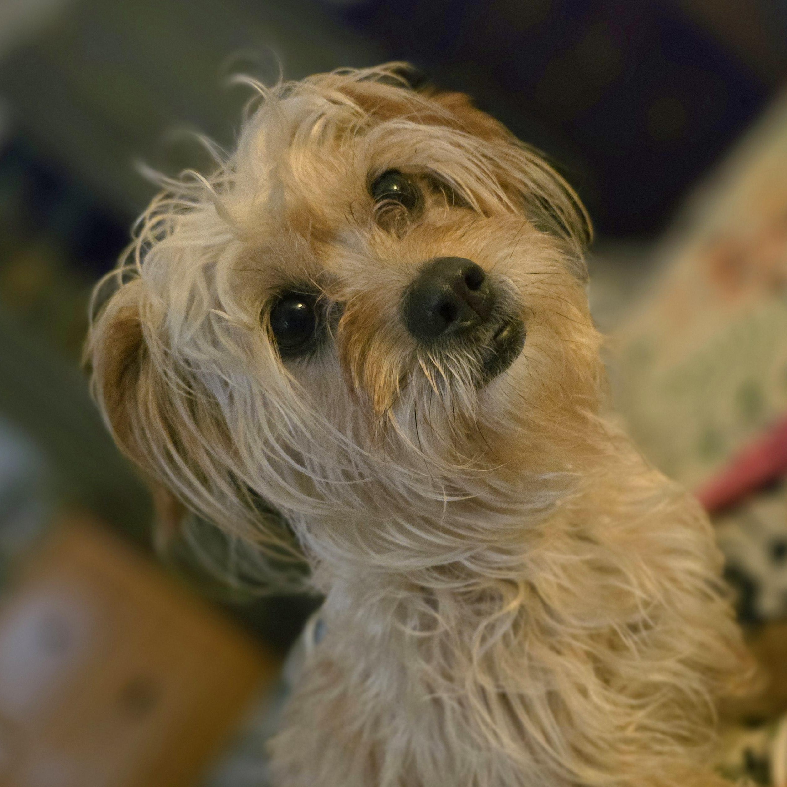 Stanley 6