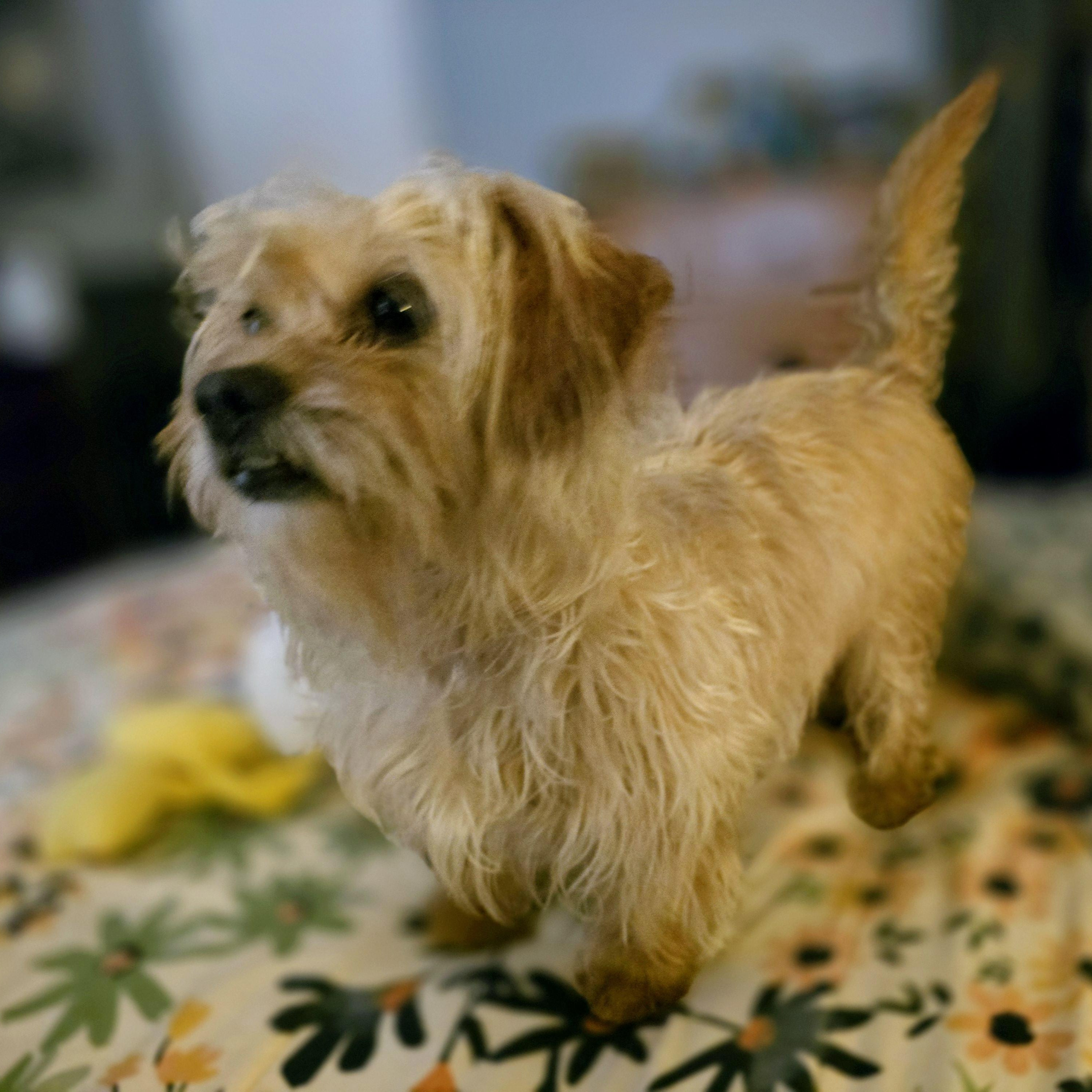 Stanley 2