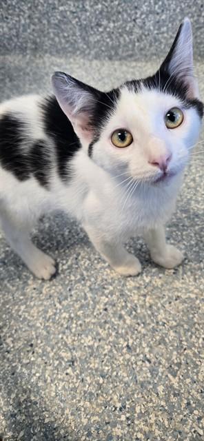 FELIX, Adoptable, Kitten Male Domestic Short Hair.