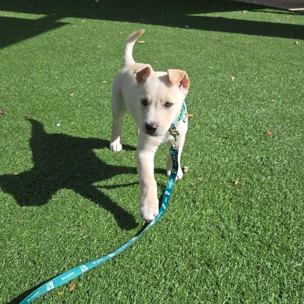 Buttercup, Adoptable, Puppy Male Labrador Retriever & Golden Retriever.
