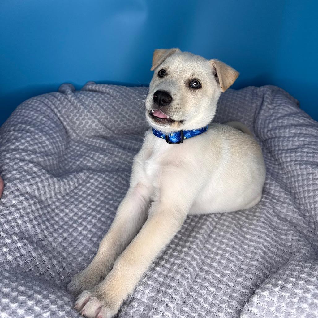 Enlarge Buttercup, a Adoptable mixed breed in San Antonio, TX image 2/6