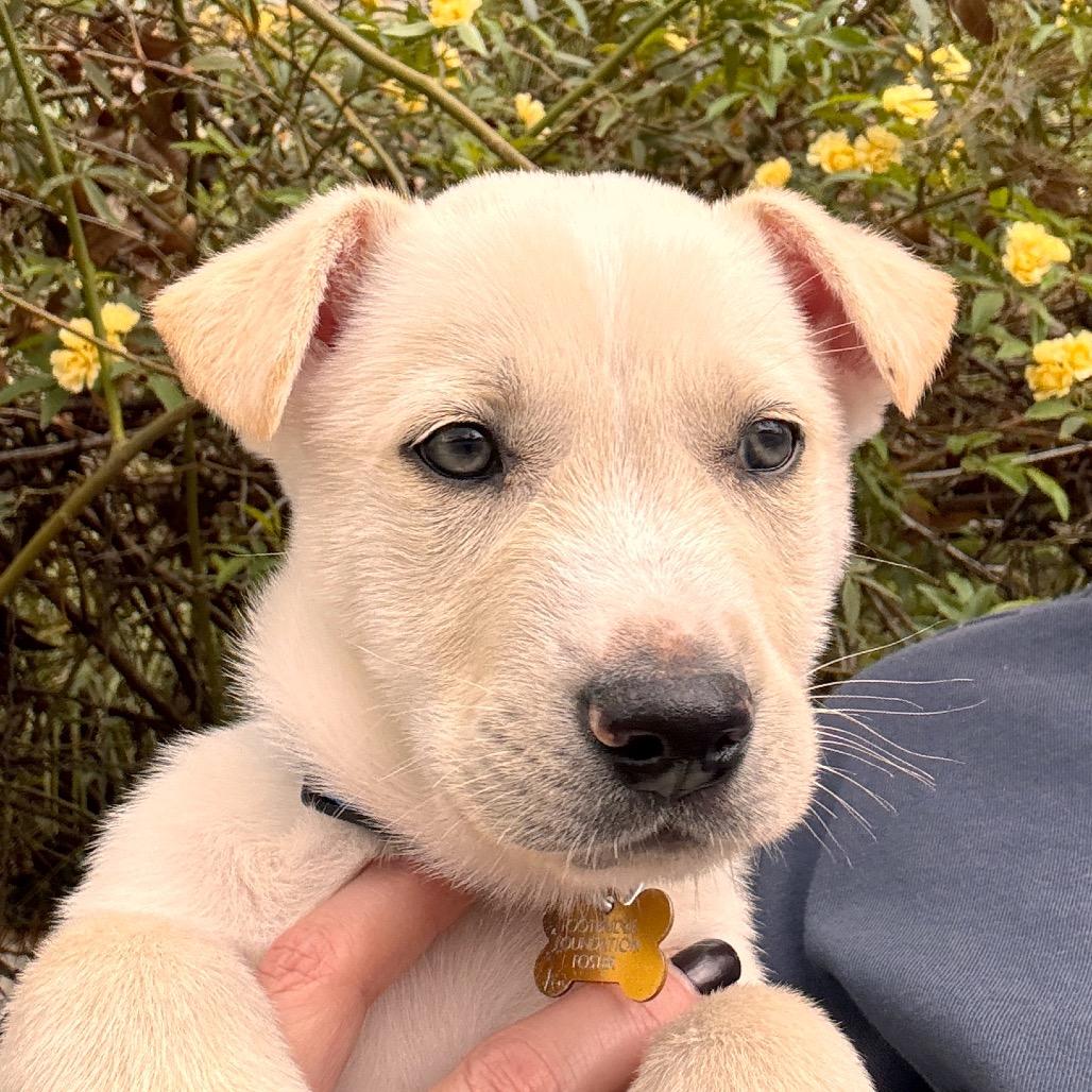 Enlarge Buttercup, a Adoptable mixed breed in San Antonio, TX image 3/6