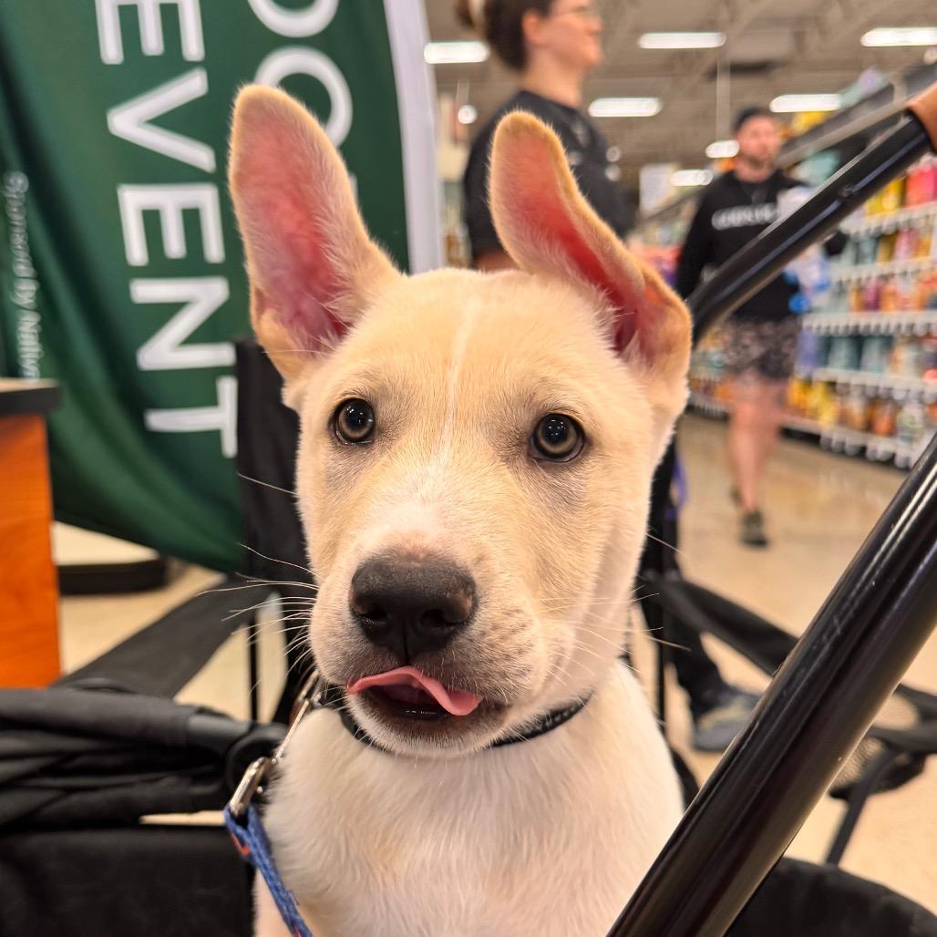 Enlarge Buttercup, a Adoptable mixed breed in San Antonio, TX image 4/6